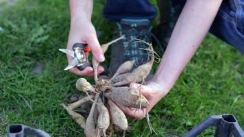 le jardinier trie les tubercules de dahlia. soin des racines des plantes. tubercules de dahlia au sol avant la plantation. planter un tubercule de dahlia germé avec des pousses dans un jardin de fleurs de printemps. video