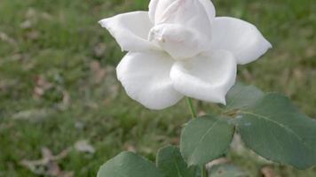 en vit reste sig blomma växer i en sommar trädgård. vit reste sig buske i de trädgård med blommig bakgrund. närbild, färsk blomning vit reste sig i de trädgård. video