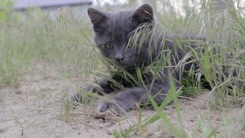 A small gray kitten is playing among the grasses with overgrown grass, while looking at a certain point and suddenly jumping out of the frame. video