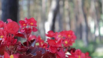 Canna x Generalis red flower in summer afternoon in the garden. Annual begonia flower, close-up red flowers bloom outdoors against the backdrop of a pine forest with variable focus. video