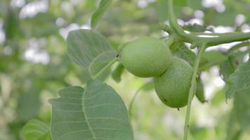 nozes maduras cruas verdes em um galho em uma casca verde. frutos de noz. noz é uma porca de qualquer árvore do gênero juglans família juglandaceae, juglans regia. video