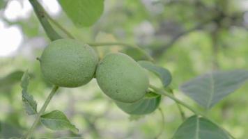 nozes maduras cruas verdes em um galho em uma casca verde. frutos de noz. noz é uma porca de qualquer árvore do gênero juglans família juglandaceae, juglans regia. video