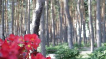 canna X generali rosso fiore nel estate pomeriggio nel il giardino. annuale begonia fiore, avvicinamento rosso fiori fioritura all'aperto contro il fondale di un' pino foresta con variabile messa a fuoco. video