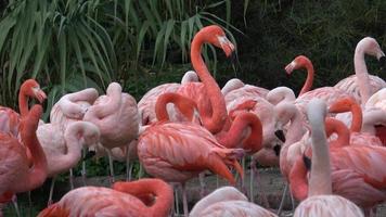 American Flamingo Phoenicopterus ruber. Flamingos or flamingoes. video