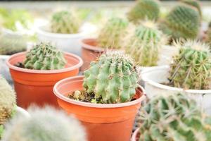 primer plano de coloridos muchos cactus en las macetas en la calle del mercado de tailandia. foto