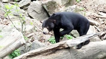 Malayan sun bear, Helarctos malayanus video