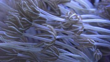 anémones de mer montrant la texture et les tentacules