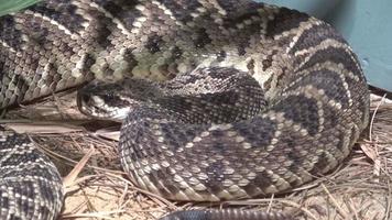 Eastern Diamondback Rattlesnake Crotalus adamanteus video