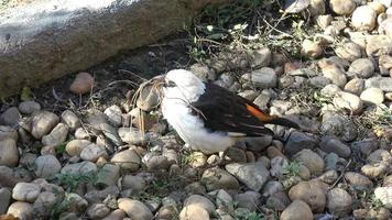 un petit oiseau construit le nid. oiseau ramasse de petites brindilles pour la construction du nid video