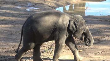 indischer elefant elephas maximus indicus. süßer Babyelefant video
