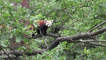 Red panda Ailurus fulgens on a tree video