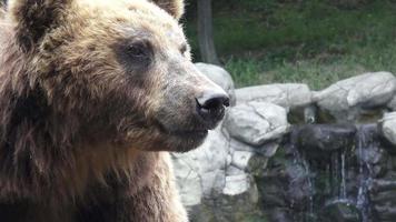 Portrait of brown bear Ursus arctos beringianus. Kamchatka brown bear. video