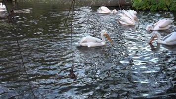 die Herde großer weißer Pelikane pelecanus onocrotalus, auch bekannt als östlicher weißer Pelikan oder rosiger Pelikan, die an der Gruppenjagd nach Fischen beteiligt sind video