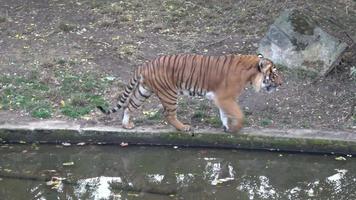 il malese tigre panthera tigris jackson video