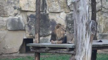 lion asiatique panthera leo persica video