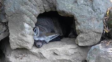 otocione megaloti addormentato su un' terra.due pipistrello dalle orecchie Volpe riposo video