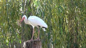 íbis branco. o ibis está parado na luz do sol. video