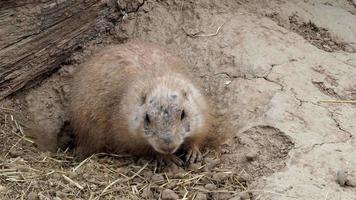 un perrito de las praderas cynomys ludovicianus guardia video