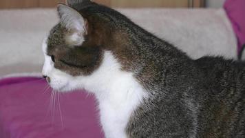 Portrait of a pretty cat is sitting on a sofa video