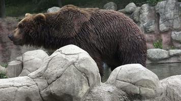 retrato del oso pardo ursus arctos beringianus. oso pardo kamchatka. video
