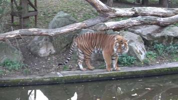 The Malayan tiger Panthera tigris jacksoni video