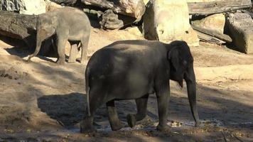Indian elephant Elephas maximus indicus video