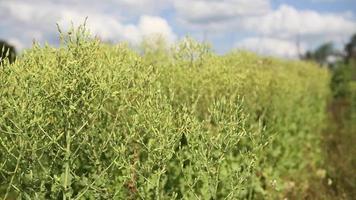 les plantes agricoles dans le champ se balancent dans le vent. video