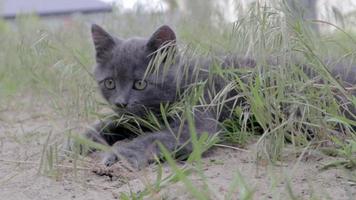 A small gray kitten is playing among the grasses with overgrown grass, while looking at a certain point and suddenly jumping out of the frame. video