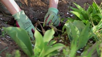 Planting a dahlia tuber in a flower garden. Working with plants in the garden. Gardening with flower tubers. Dahlia roots. Hands of a gardener in the garden in gloves. Ukraine, Kyiv - May 8, 2022. video