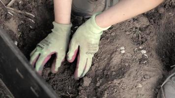 een vrouw tuinman planten een dahlia wortelstok in de grond in de tuin. aanplant een knol van dahlia bloemen in een voorjaar bloem tuin. tuinieren met bloem knollen. Oekraïne, kyiv - mei 8, 2022. video