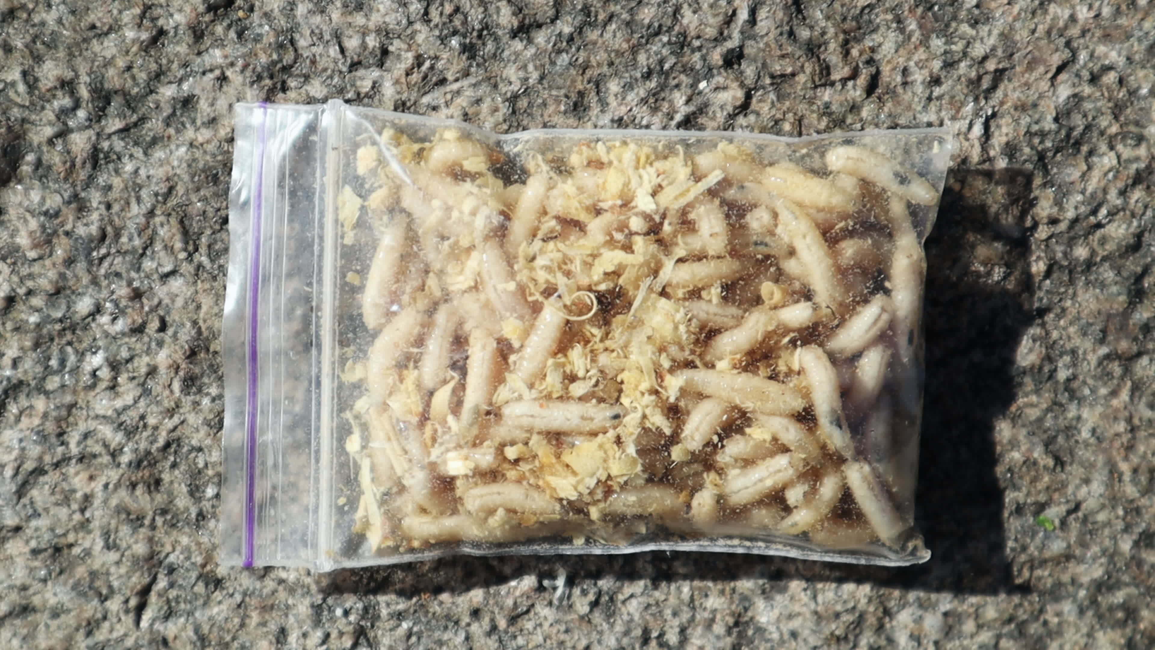 https://static.vecteezy.com/system/resources/thumbnails/017/629/890/original/transparent-bag-with-live-larvae-groups-of-white-worm-fly-larvae-move-crawl-in-a-bag-of-sawdust-shimmering-in-the-sun-bait-for-fish-fishing-juicy-tasty-maggots-are-the-best-bait-for-catching-video.jpg