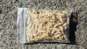 Transparent bag with live larvae. Groups of white worm fly larvae move, crawl in a bag of sawdust, shimmering in the sun. Bait for fish. Fishing. Juicy tasty maggots are the best bait for catching video