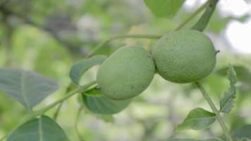 nueces maduras crudas verdes en una rama en una cáscara verde. frutos de nuez. la nuez es una nuez de cualquier árbol del género juglans familia juglandaceae, juglans regia. video