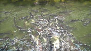 Many fish swim upstream in Khlong Bang Luang. video