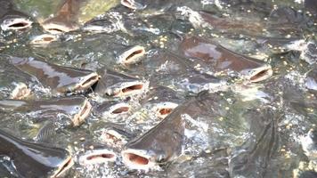 de cerca, muchos peces nadan río arriba en khlong bang luang. video