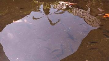 een kristal Doorzichtig water vijver met tilapia en goud vis. Doorzichtig vis vijver water maakt rood tilapia duidelijk zichtbaar van de oppervlakte video