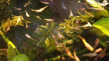 small fish swimming agile among the water plants in an outdoor mini pond video