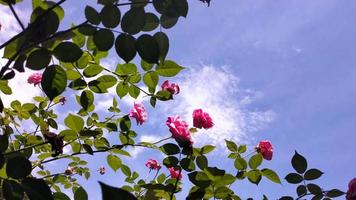 Rose petals blown by wind on a bright blue sky background video