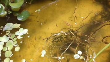 vie sauvage nature eau écosystème plante aquatique et petits poissons nageant video