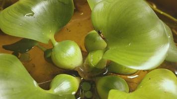 primer plano de jacinto de agua, follaje verde en agua y hormiga pequeña