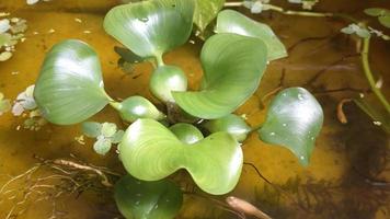 close up of water hyacinth, green foliage in water with small fish swimming around