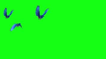 Green screen video with Beautiful Birds