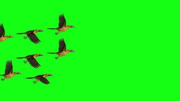 Green screen video with Beautiful Birds