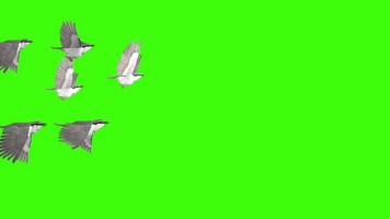 grön skärm video med skön fåglar