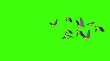 vidéo sur fond vert avec de beaux oiseaux video