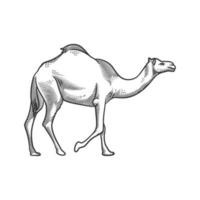 Camel line art black and white illustration vector