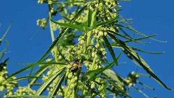 Eine Biene sammelt Nektar von Cannabisblüten vor blauem Himmel. video