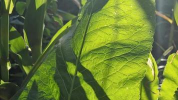 una hoja de rábano picante verde con venas visibles a la luz del primer plano del sol. video