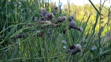 Feld Heilpflanzen. blühende Sauendistel. Mehrjährige Pflanze der Familie Asteraceae in einem Sommerfeld. video