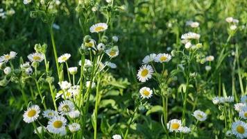 Feld weiße Blumen. blühende Asterkamille. mehrjährige, krautige Pflanze aus der Familie der Korbblütler. Erigeron Berufkraut video